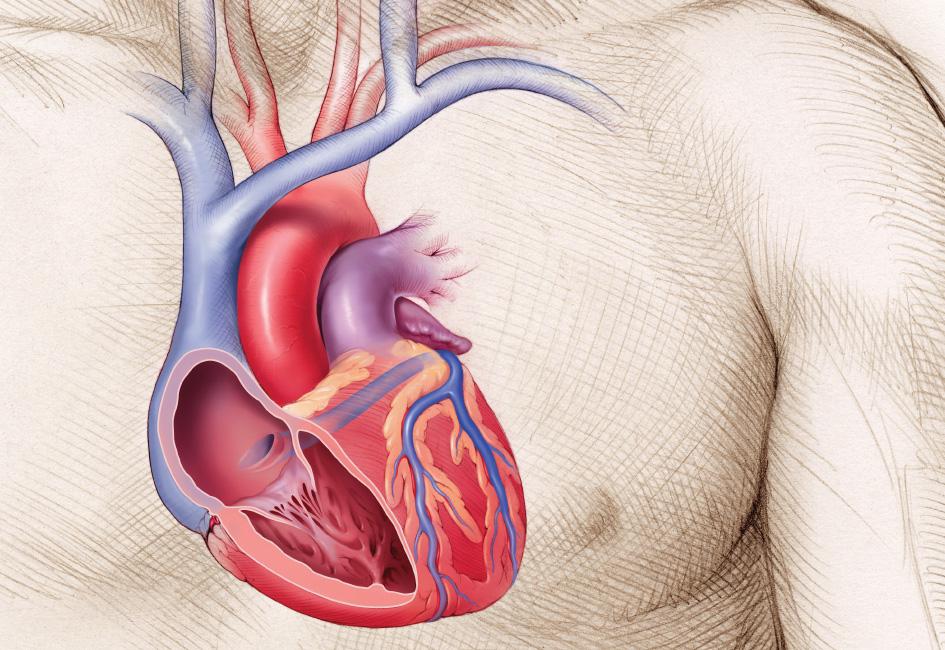 Close up teaser image of an illustration of a heart, used in a patient education easel, designed by graphic designer Carolyn Porter of Porterfolio, Inc. in a project for Boston Scientific